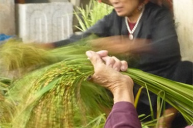 Nồng nàn hương cốm Mễ Trì