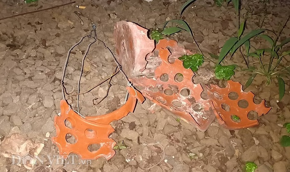 Sốc: Mất trộm giàn phong lan đột biến hơn 4 tỷ đồng, ông chủ đi cấp cứu - 3 Sốc: Mất trộm giàn phong lan đột biến hơn 4 tỷ đồng, ông chủ đi cấp cứu - 3