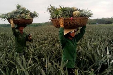 Thương lái Trung Quốc vơ vét dứa nguyên liệu