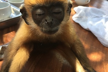 Hơn 500 cá thể động vật hoang dã được giải cứu trong năm 2018