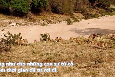 Được ví như “vua thảo nguyên”, bầy sư tử bỏ chạy khi loài vật này xuất hiện