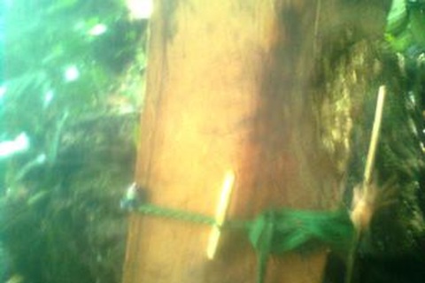 Rộ tin 1/3 số gỗ sưa trăm tỉ được giấu tại TP Đồng Hới