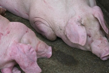 Gần 2 triệu con lợn sống Thái Lan sẽ được 8 doanh nghiệp nhập về Việt nam