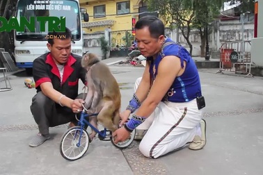 Gặp người dạy khỉ thành “diễn viên xiếc” suốt 30 năm