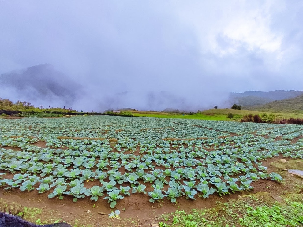 Mài ngọc nơi rừng xanh Y Tý và hỗ trợ người Hà Nhì phát triển - 4