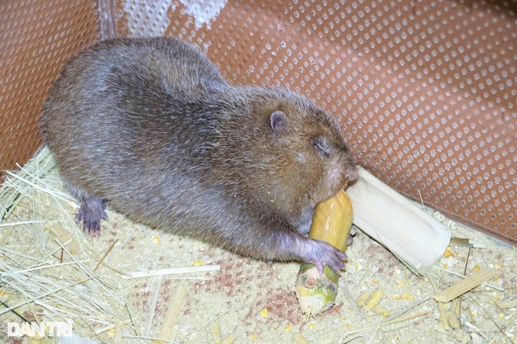 Anh nông dân tiết lộ bí quyết nuôi con ăn ngày ngủ đêm cho thu nhập cao - 2