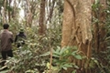 Mẹ đẻ sát hại 3 con rồi đốt nhà bỏ trốn vào rừng