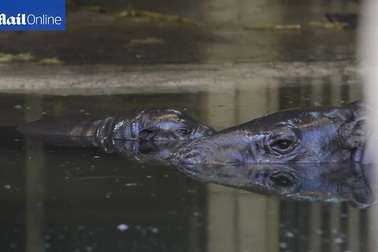 Gia đình hà mã lùn ở vườn bách thú