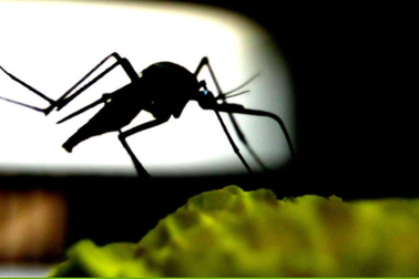 Muỗi có thể tiếp thu tốt hơn chúng ta tưởng