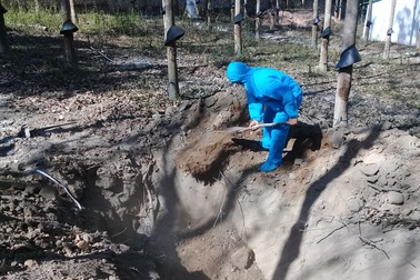 Tiêu hủy gần 1.000 con heo vì dịch lở mồm long móng