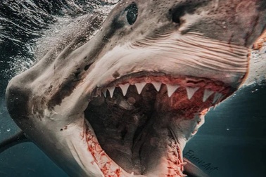 Vì sao cá mập tấn công con người?