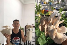 Ở nhà mùa dịch, học ông bố đảm Sài Gòn trồng nấm bào ngư xám năng suất