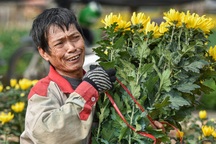 Giá hoa thấp kỷ lục, người trồng hoa Tây Tựu "ngồi trên đống lửa"