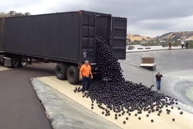 Các nhà khoa học đổ 96 triệu quả bóng nhựa xuống hồ chứa nước để làm gì?