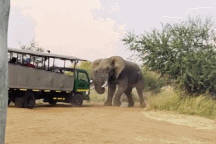 Khoảnh khắc voi hung dữ lao vào tấn công, hất tung xe chở nhiều du khách