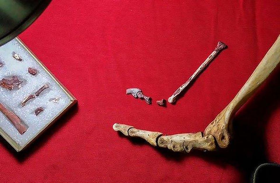 Tìm thấy hóa thạch của loài kết nối giữa khủng long và chim - 2 Tìm thấy hóa thạch của loài kết nối giữa khủng long và chim - 2