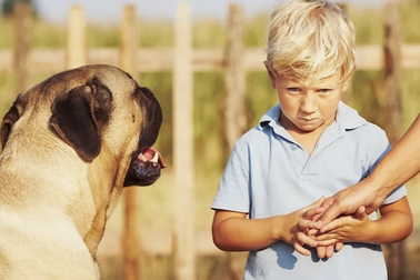 Loài vật có thể đánh hơi được nỗi sợ của con người