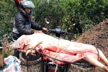 Mang lợn dịch bệnh đi bán cho người tiêu dùng