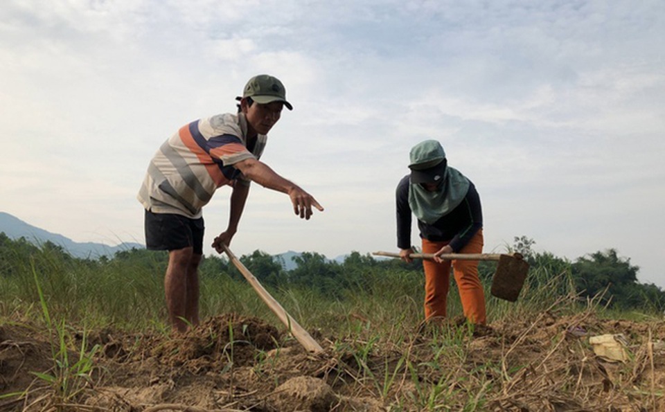 Đào con nhìn thấy ghê, nông dân Việt kiếm tiền triệu mỗi ngày - 2 Đào con nhìn thấy ghê, nông dân Việt kiếm tiền triệu mỗi ngày - 2