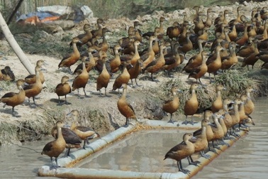 Cận cảnh ổ le le hơn 500 con ở làng Chăm An Giang