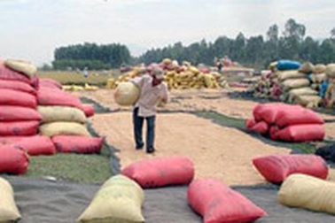 Giá lúa gạo đang nhích dần lên