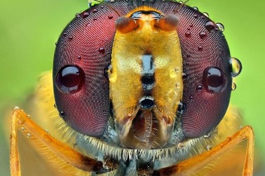 Cận cảnh đôi mắt côn trùng tuyệt đẹp qua bộ ảnh Macro