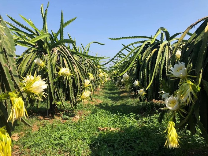Đề án phát triển đa dạng sinh kế góp phần thoát nghèo bền vững trên địa bàn tỉnh Bến Tre - Ảnh 3. Đề án phát triển đa dạng sinh kế góp phần thoát nghèo bền vững trên địa bàn tỉnh Bến Tre - Ảnh 3.