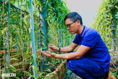 Người nông dân Bình Dương "thuần hóa" cây lạ cho loại quả 20 triệu đồng/kg