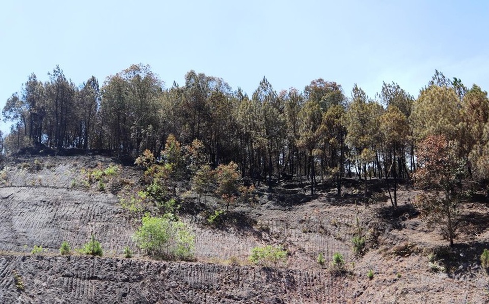 Người đàn ông đốt rác gây vụ cháy rừng Hồng Lĩnh bị phạt 7 năm tù - 2