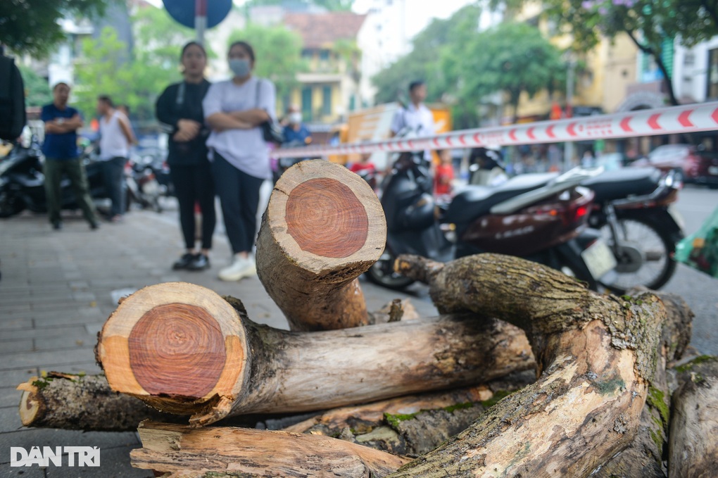 Cận cảnh chặt hạ cây sưa đỏ 100 tuổi bên bờ hồ Hoàn Kiếm - 9 Cận cảnh chặt hạ cây sưa đỏ 100 tuổi bên bờ hồ Hoàn Kiếm - 9