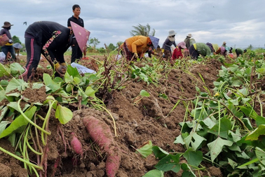 Khoai lang rớt giá thảm, nông dân chạy khắp nơi tìm khách