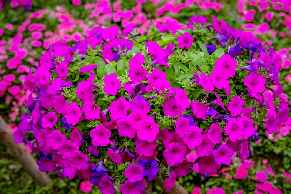 Đồi hoa ngọc thảo hồng đẹp như tranh vẽ tại Hà Nội - 8 Đồi hoa ngọc thảo hồng đẹp như tranh vẽ tại Hà Nội - 8