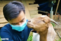 Bỏ việc lương 30 triệu đồng mỗi tháng, kỹ sư về quê nuôi dê, làm giàu