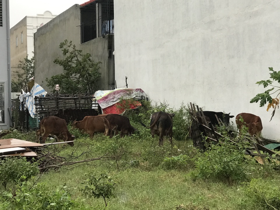 Người dân trong khu đô thị phát hoảng vì bị đàn bò thả rông khủng bố! - 3 Người dân trong khu đô thị phát hoảng vì bị đàn bò thả rông khủng bố! - 3