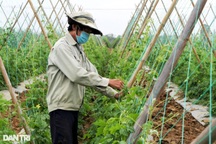 Nông dân làng rau lớn nhất Quảng Nam đội mưa lạnh, tất bật lo vụ Tết