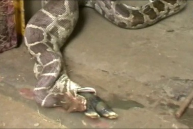 Kinh hãi khoảnh khắc trăn tham ăn nôn cả con linh dương ra ngoài