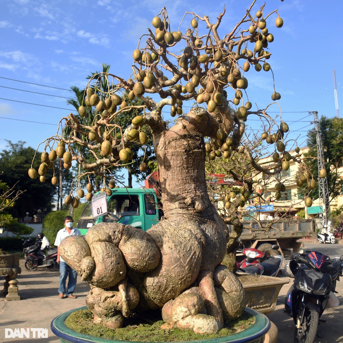 Phát sốt với cây cóc cảnh chi chít trái ở Quảng Ngãi - 2
