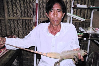 Bắt được con kỳ nhông lạ tại Cà Mau