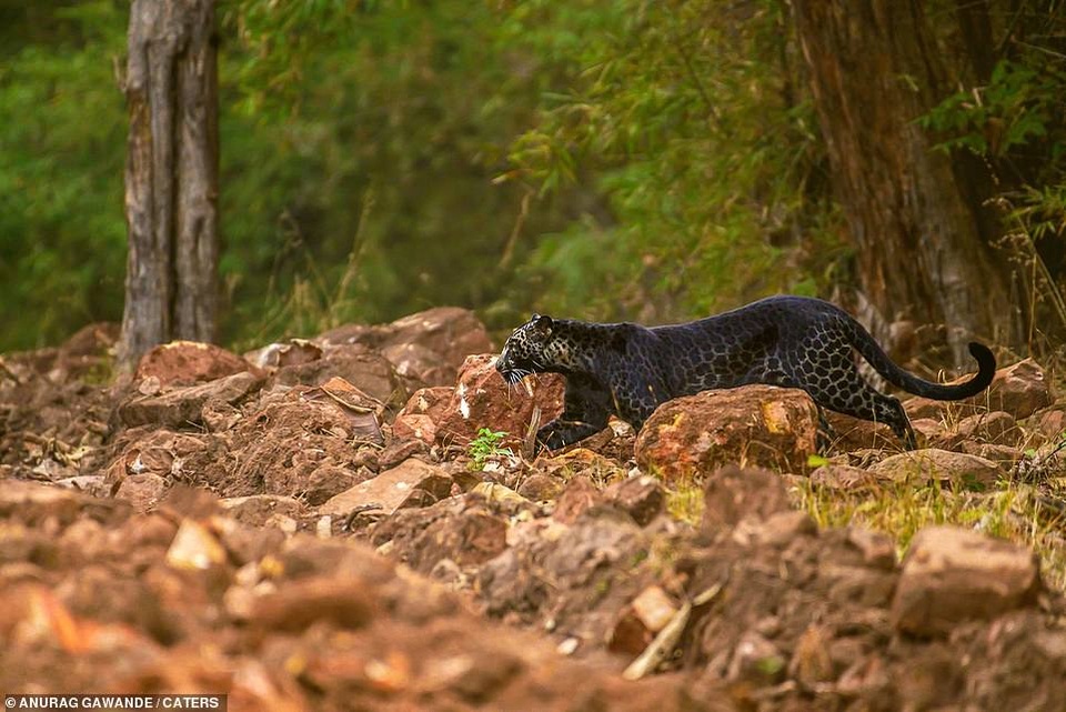 Báo đen cực hiếm bị bắt gặp băng qua đường săn nai ở Ấn Độ - 4