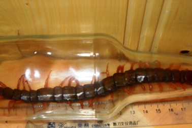 Bắt được rết to bất thường ở Thanh Hóa