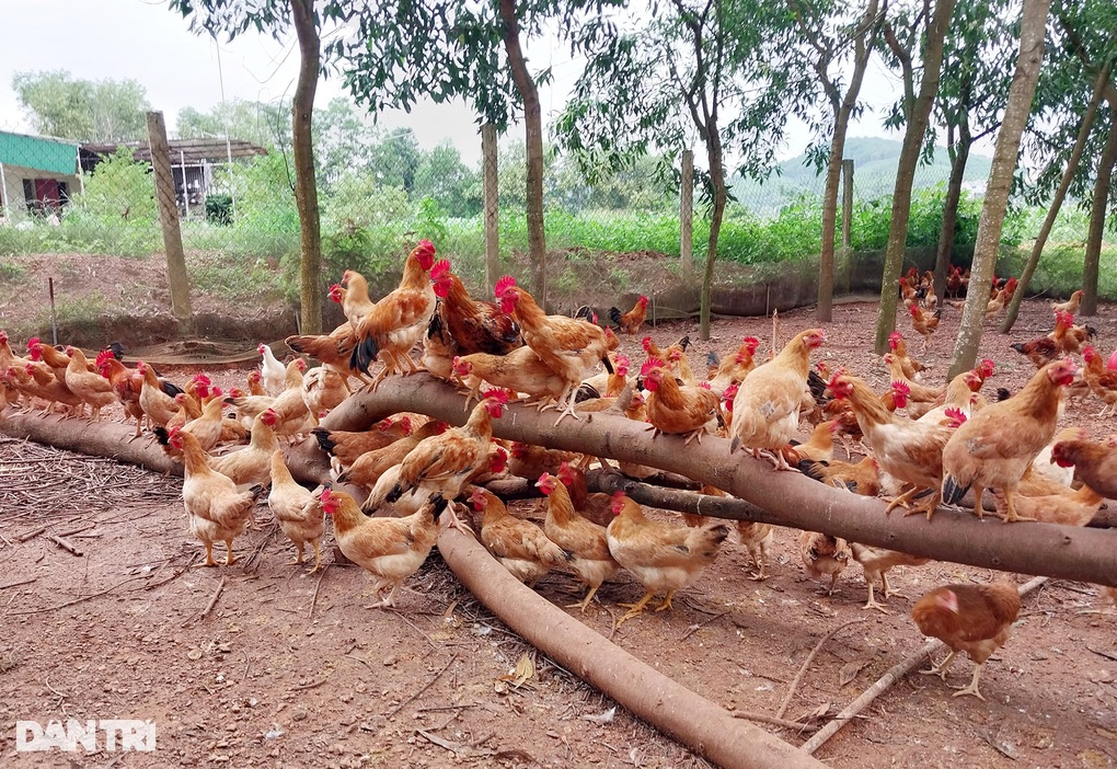 Đang làm việc lương nhiều người mơ ước, người đàn ông bỏ phố về quê nuôi gà - 2