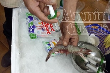 Phát hiện 2 cơ sở kinh doanh thủy sản tiêm bột lạ vào tôm sú đông lạnh