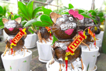 Bonsai dừa linh vật mèo tiền triệu hút khách dịp Tết tại TPHCM