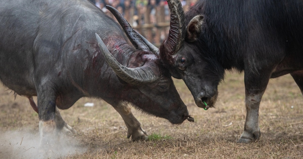 View - Lễ hội chọi trâu Hải Lựu 2025: Cuộc so tài kịch tính giữa những "ông Cầu" | Báo Dân trí
