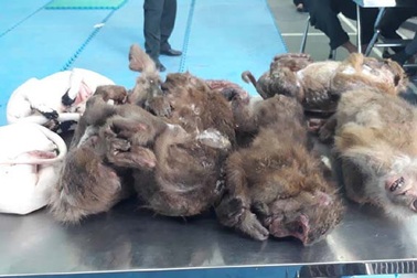 Cảnh sát cơ động bắt vụ vận chuyển "hàng con" số lượng lớn