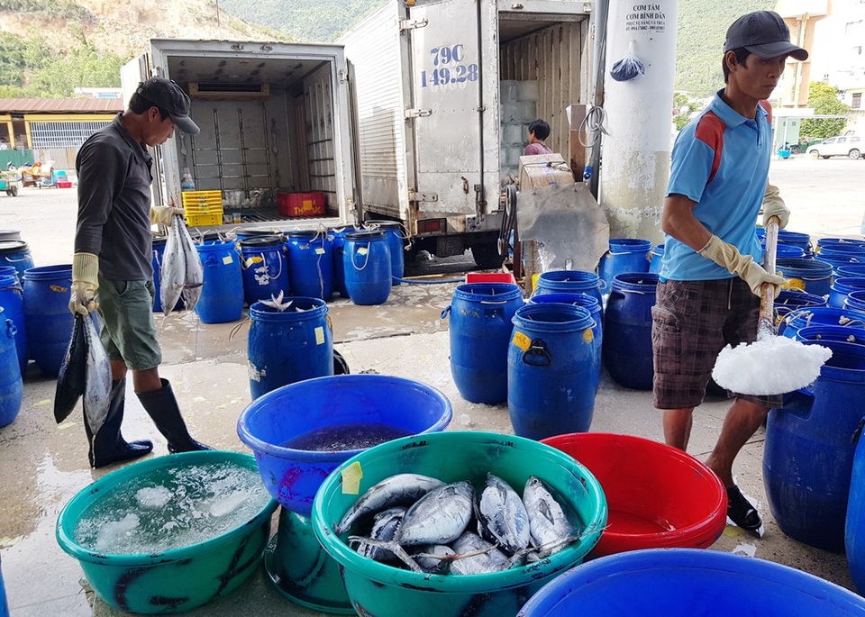 Khánh Hòa: Ngư dân trúng đậm lộc biển, thu về 100-200 triệu đồng đầu xuân - 7 Khánh Hòa: Ngư dân trúng đậm lộc biển, thu về 100-200 triệu đồng đầu xuân - 7