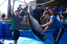 Bình Định mời đầu bếp thế giới về chế biến món cá nặng cả tạ