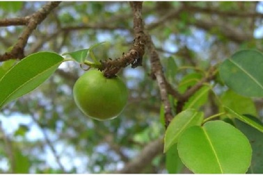 Tìm hiểu loài cây độc nhất thế giới