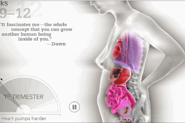 Cơ thể phụ nữ thay đổi thế nào trong suốt quá trình mang thai?