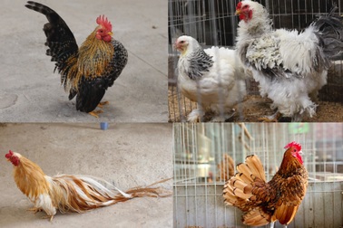 Những giống gà cảnh "hàng độc", giá "chát" vẫn được săn lùng dịp Tết